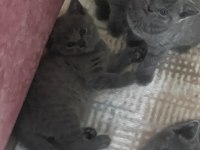 7 haftalık british shorthair yavrular