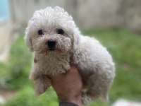 Orjinal bichon frise yavrular