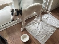 KÖPEĞİMİZ PAMUK KALICI YUVA ARIYOR
