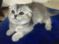Sevimli yavrular yeni yuvalarını arıyorlar scottish fold