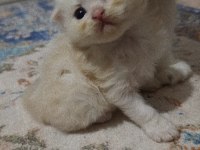 Scottish Fold Kedisi