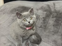 British Shorthair 2 Aylık