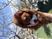 Korekan toy poodle safkan yavrular