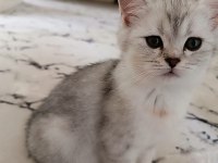 Orijinal british shorthair yavru