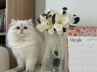 British Longhair Dişi Kedimiz 9 Aylık