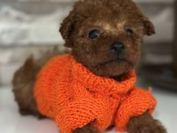 Minik tea cup kore poodle bebekler için ulaşabilirsiniz
