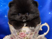 En Minik Pomeranian Ayıcık