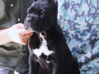 FCI-KIF SECERELİ SAFKAN CANE CORSO YAVRULARIMIZ