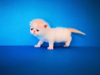 Exotic Shorthair Safkan Yavrular Rezerveye Hazır