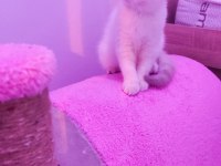 2 aylık sevimli british shorthair yavrumuz