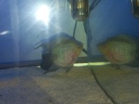 FLOWERHORN