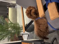 Toy poodle erkek 4 aylık