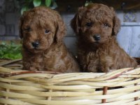 RED BROWN TOY POODLE