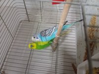 Jumbo yerli ve yavru muhabbet kuşu takımlar