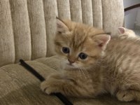 Scottish fold yavru kedilerimize yuva arıyoruz