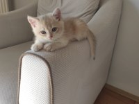 Golden British Shorthair Safkan