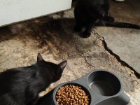 Anne baba Van kedisi kendisi siyah kardeşi Kırcalli