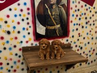 TEACUP Maltipoo yavrularımız