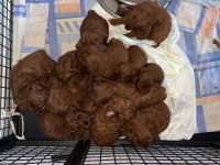 KORE KAN VE KG GARANTİLİ POODLE BEBİŞLERİMİZ
