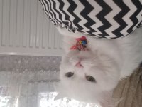 British longhair 3 yaşında