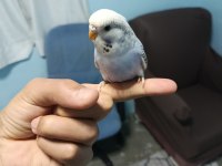 Yavru muhabbet kuşu