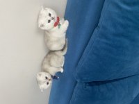 Yeni yuvalarına hazır minnak scottish yavrularım