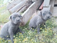 Cane corso a kalite bebekler
