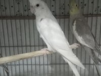 Albino Yavru Sultan Papağanı