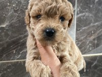 Maltipoo sevgililer gününe özel kampanya