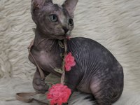 Naked Beauty Sphynx Cattery 10 Haftalık