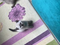 British blue point yavru kedimiz