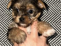 3 çiçek 1 böcek köpeklerimiz