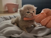 Kusursuz Scottish Fold Lilac/Black Yavrular