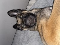 7 aylık Belçika kurdu köpeğimizi sahiplendiriyoruz