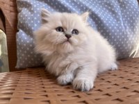 Dişi Ve Erkek Chinchilla Bebeklerimiz