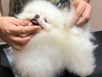 Yetişkin Erkek Pomeranian