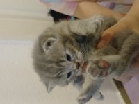 Scottish fold 1 aylık kediler