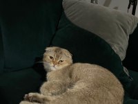 Sahibinden scottish fold