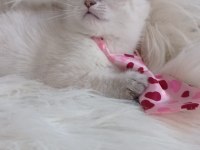British Shorthair Kedisi