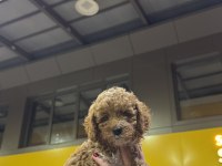 Toy Poodle Yavrularımız Yeni Yuvasını Arıyor