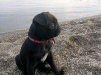 Gül Kuyruk Sevecen Lekesiz Siyah Pug