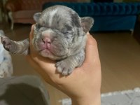 Egzotik Fransız Bulldog Yavrularımız