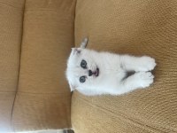ANNE BABA FULL ŞECERELİ SCOTTİSH FOLD BEBİŞ