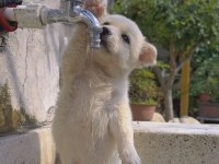 Sevimli maltipoo patiler