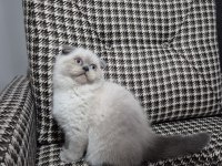 Sağlık ve ırk garantili bebek scottish fold