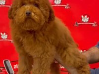 Red-Apricot Poodle Yavrular
