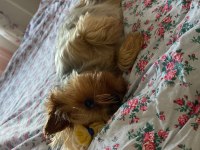 Ücretsiz sahiplendirme 3 yaşında yorkshire terrier