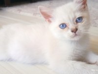 British shorthair kardeşler manisa