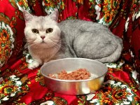 BRİTİSH KEDİSİ