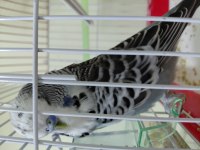 Ele Kola Alışkın Erkek Jumbo Muhabbet Kuşu